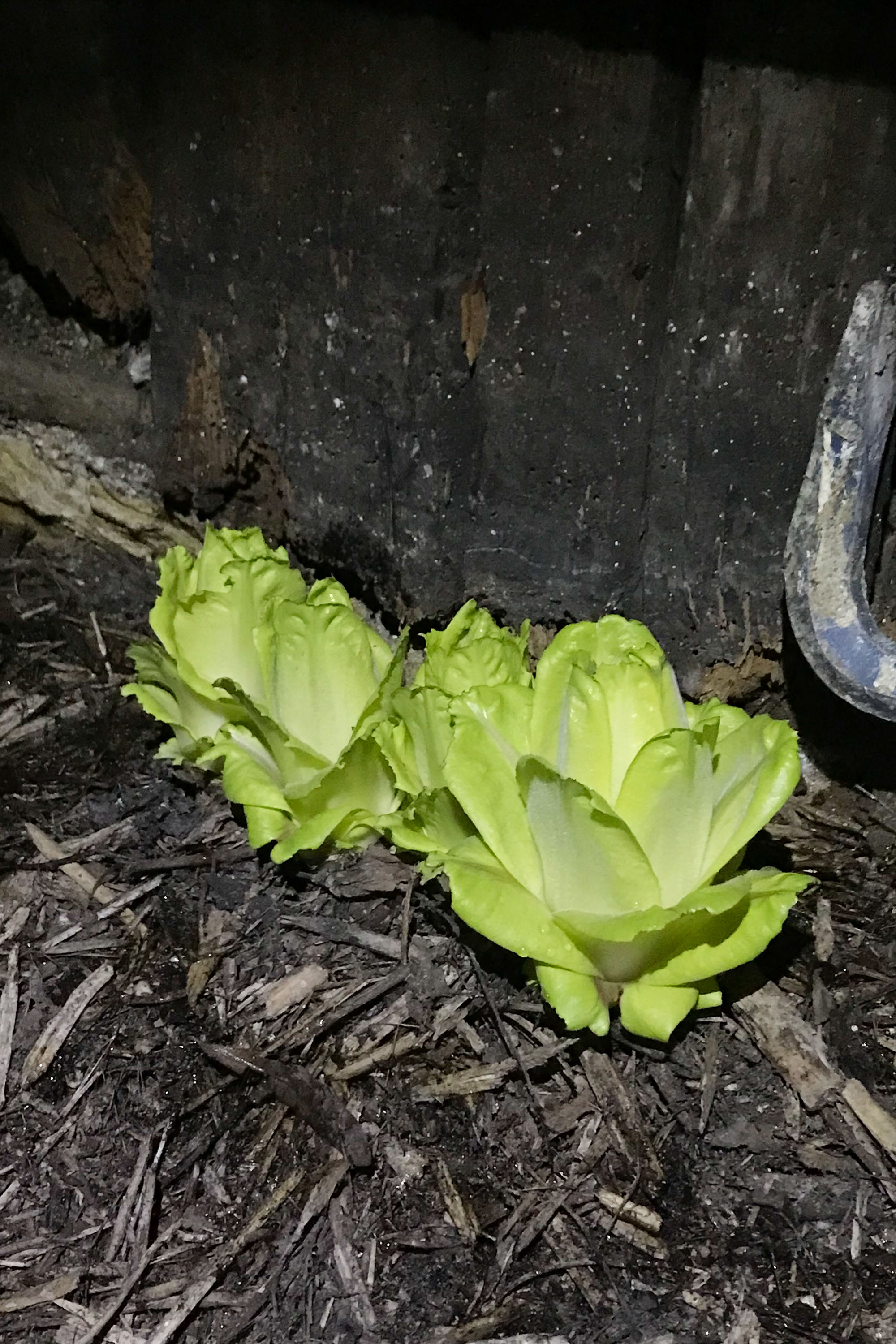 SUNNY CHICORY